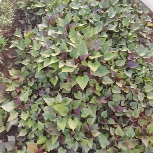 宁津县西瓜红红薯苗，蜜薯苗，原种脱毒苗，