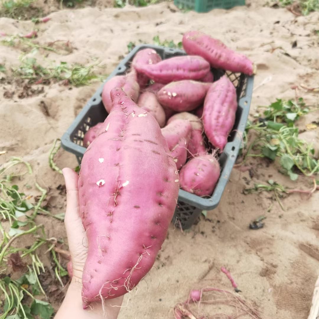 澄迈县黄心红薯   产地海南桥头地瓜 超大果 富硒含量高 批发
