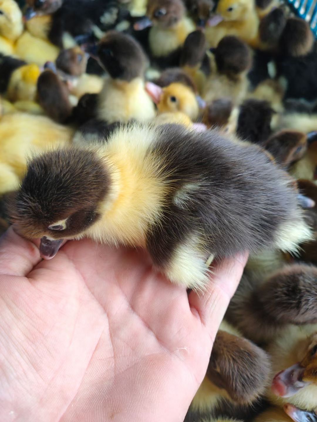 黑番鸭苗  大花苗黑番苗