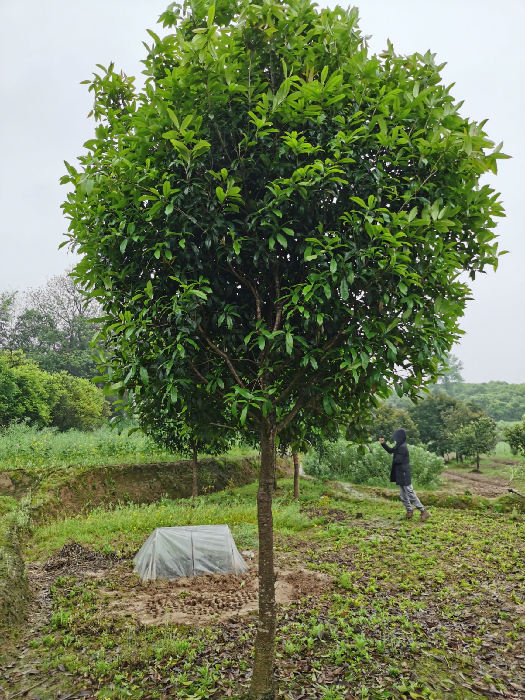  金桂丹桂八月6-15公分