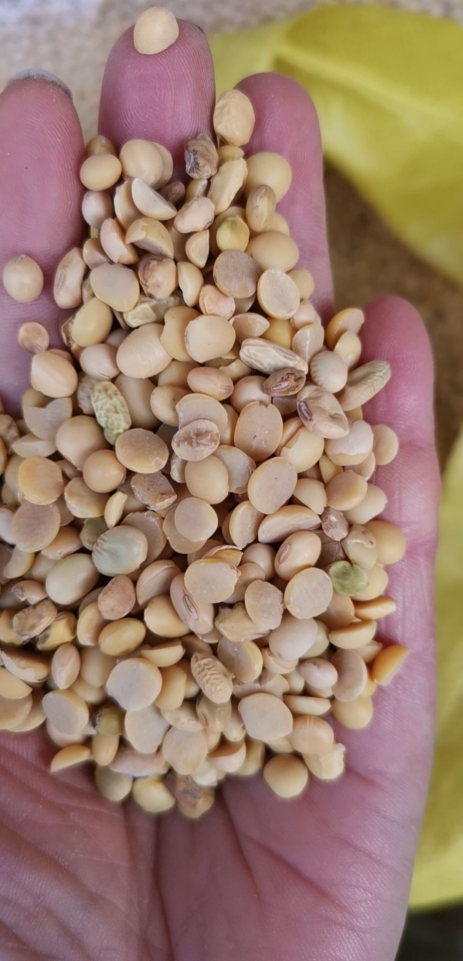 厂家直销脱皮绿豆瓣，