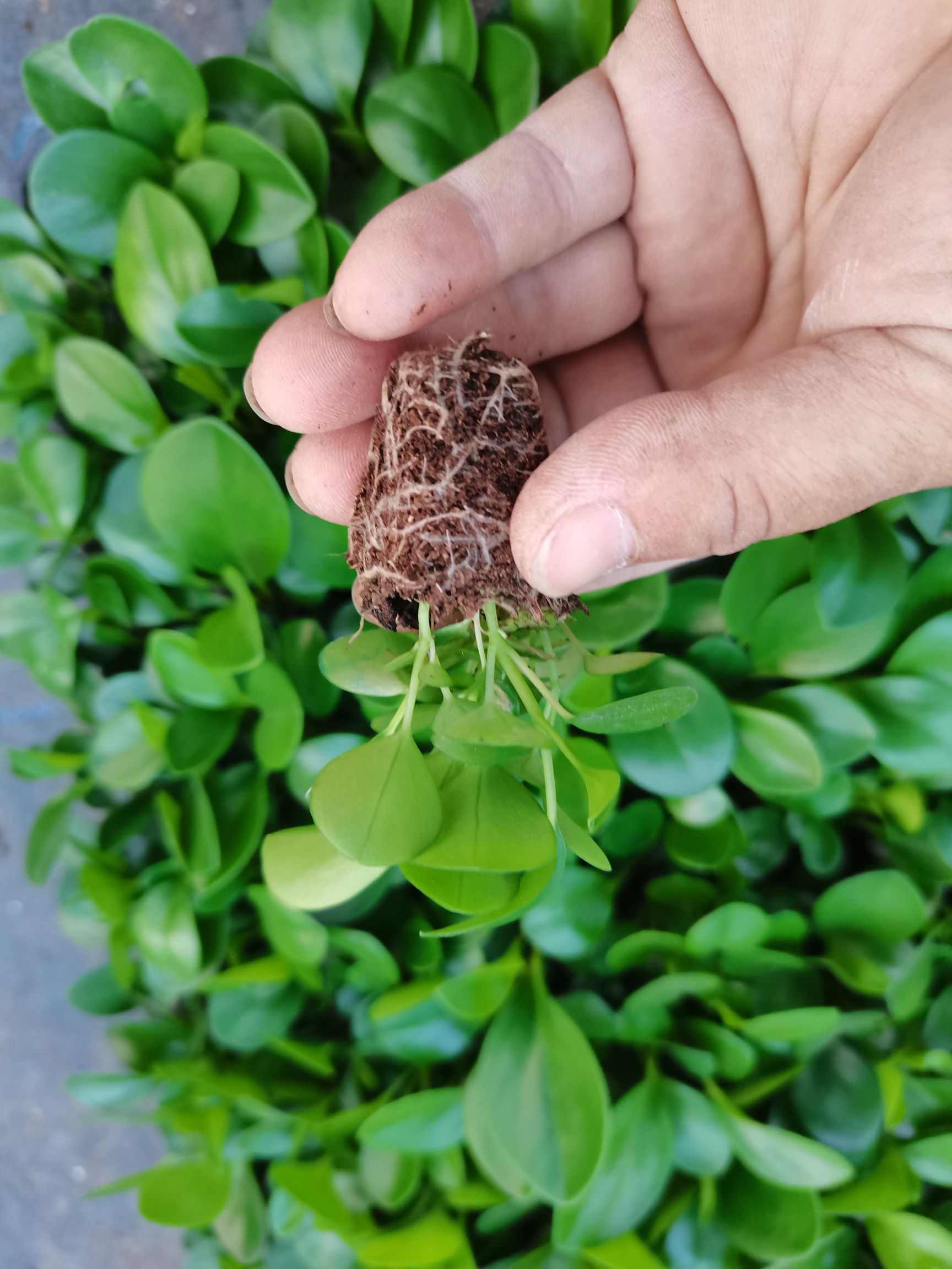 碧玉盆栽  碧玉 豆瓣绿