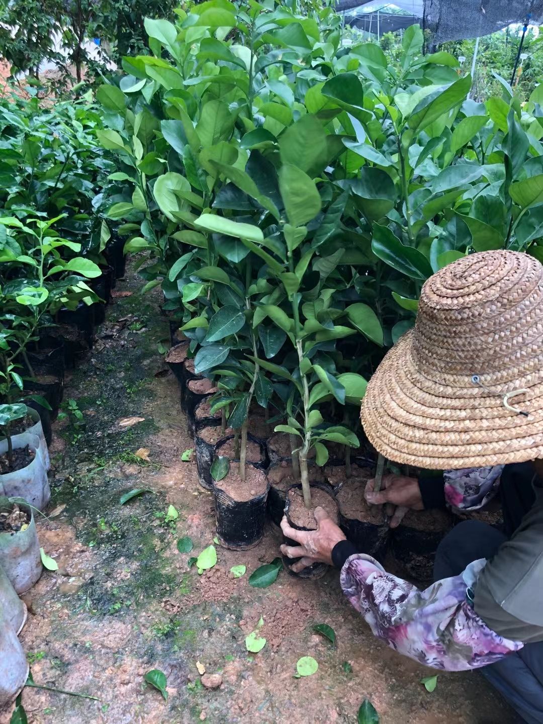 暹罗柚苗  新品种泰国暹罗红柚苗 南北方种植 包邮