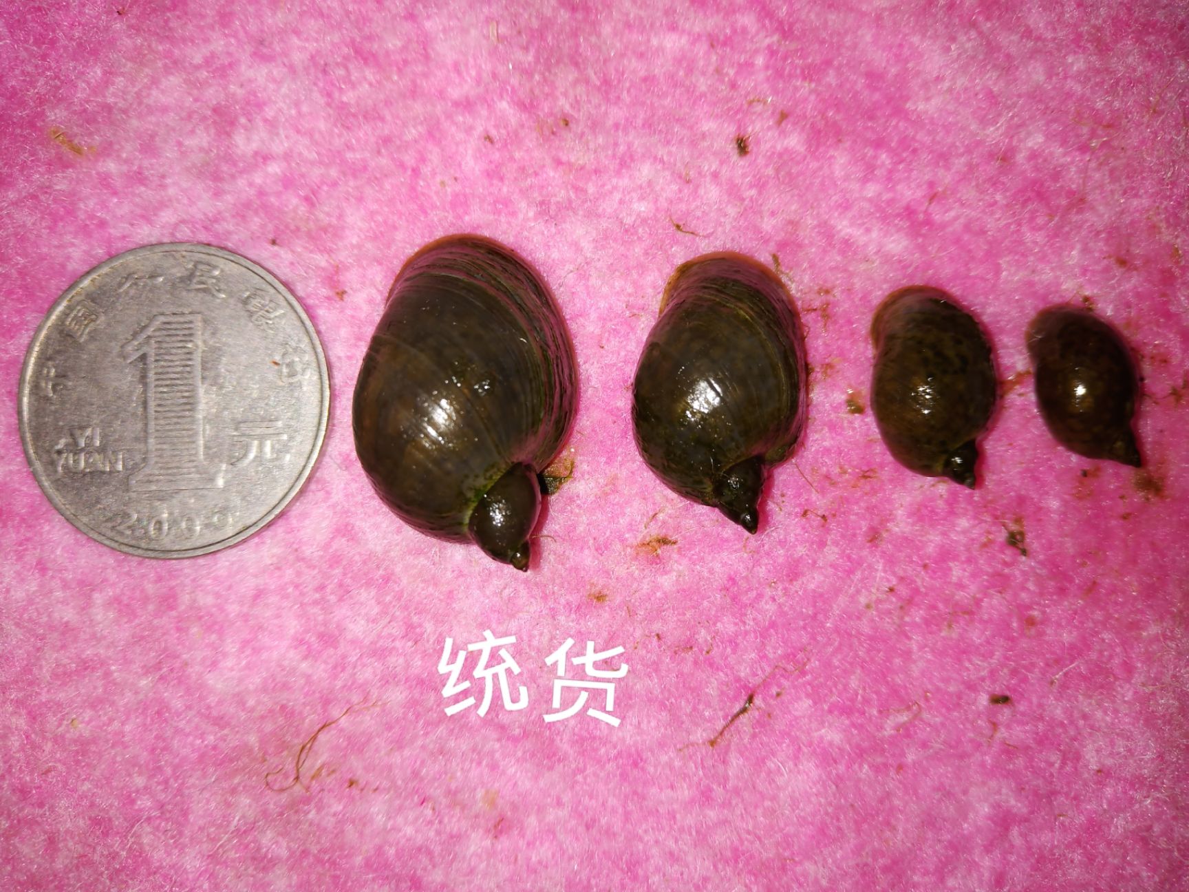 地图螺  飘螺，水蛭开口螺，水蛭开口，！