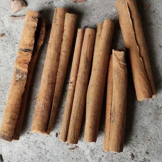 防城港 广西土山货玉桂皮烟仔桂