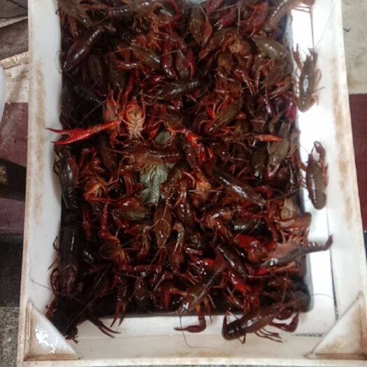 华容县小龙虾 湖南省岳阳市华容县