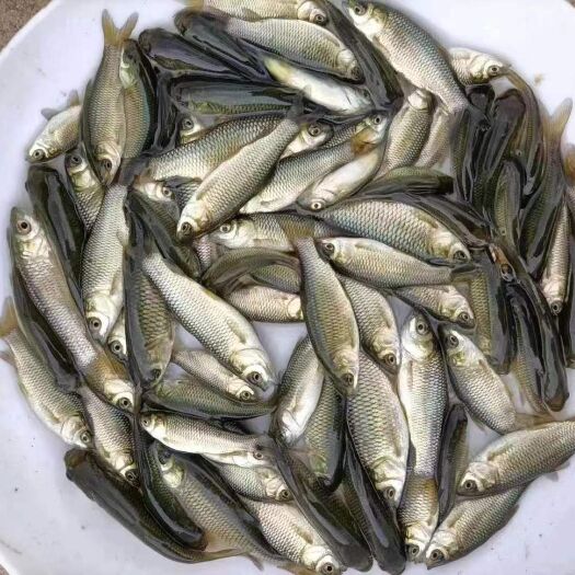 广州【鲩鱼苗】 草鱼苗 草鲩仔 优质品种成活率高