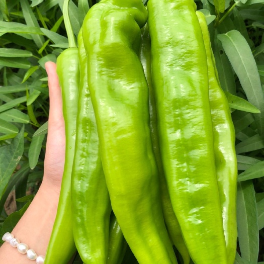 灵山县新鲜  牛角椒