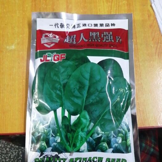 怀化大叶菠菜种子 杂交菠菜种孑，播种后40～45天左右收获，适宜温度8～32度