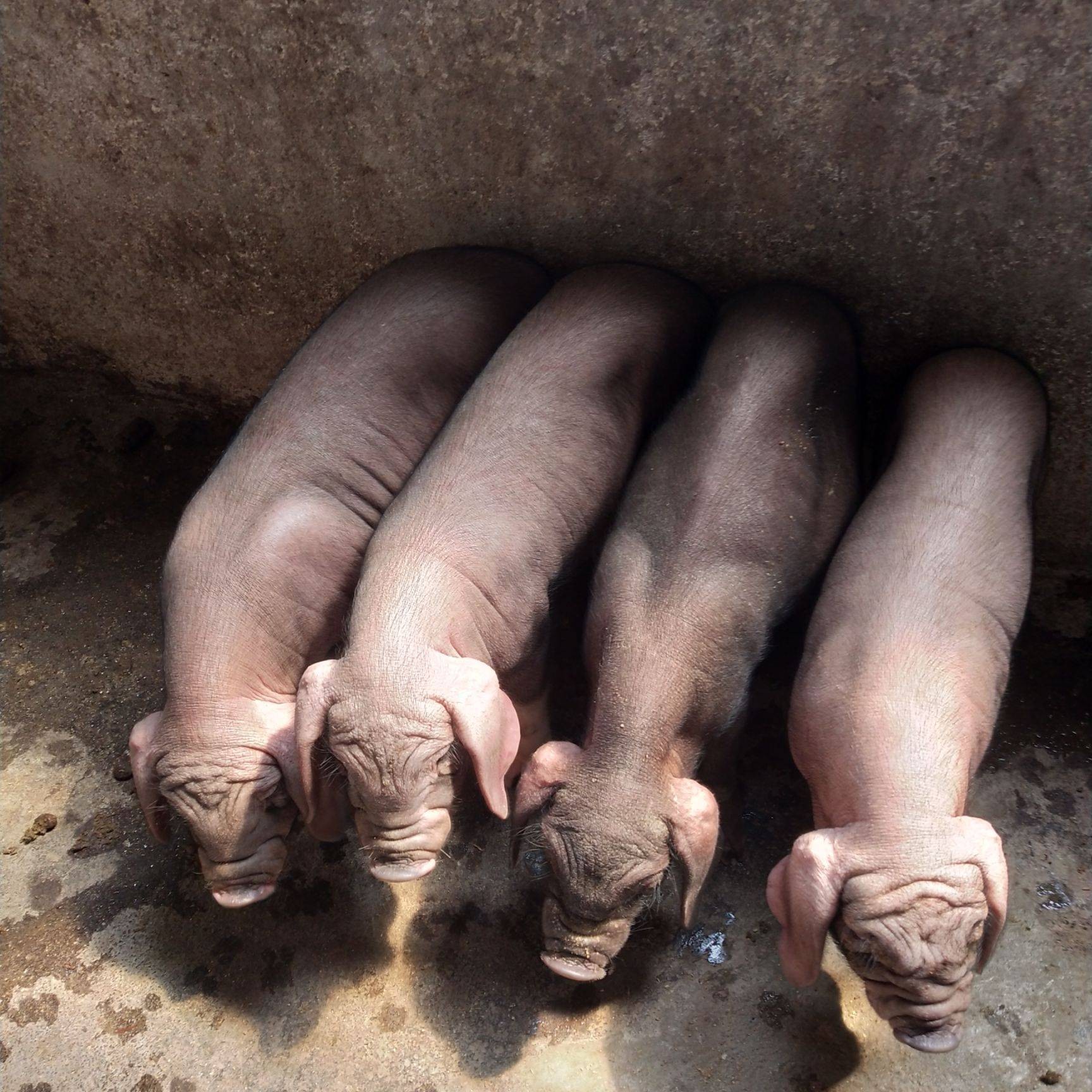 太湖三代母猪图片图片