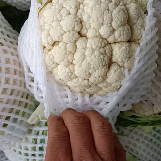 邯郸白花菜花 紧密 河北省邯郸市丛台区 2~3斤 