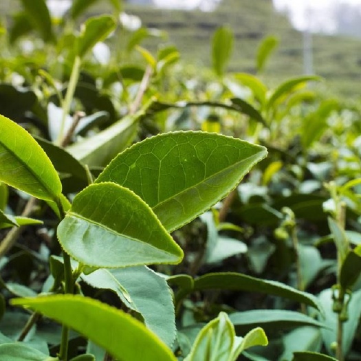香港单丛茶  潮州茶凤凰单丛枞蜜兰香浓香型