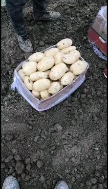 滕州市荷兰15 山东滕州大棚土豆荷兰十五色彩鲜艳黄皮黄心货源充足要的赶紧联系
