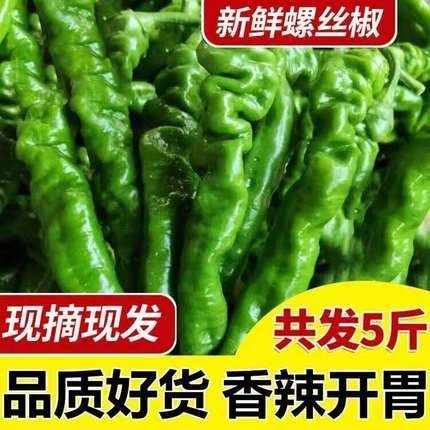灵山县新鲜 螺丝椒