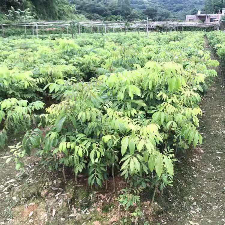  龍眼苗石硤龍眼苗四季蜜龍眼苗盆栽地栽龍眼嫁接果樹苗南北方種植