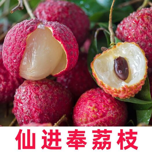 灵山县荔枝苗  正宗嫁接荔枝树苗妃子笑糯米滋桂味仙进奉无核果树苗南