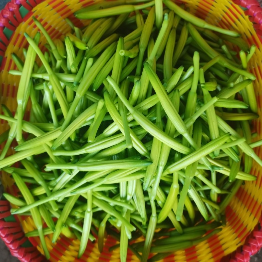 新泰市 黄花菜