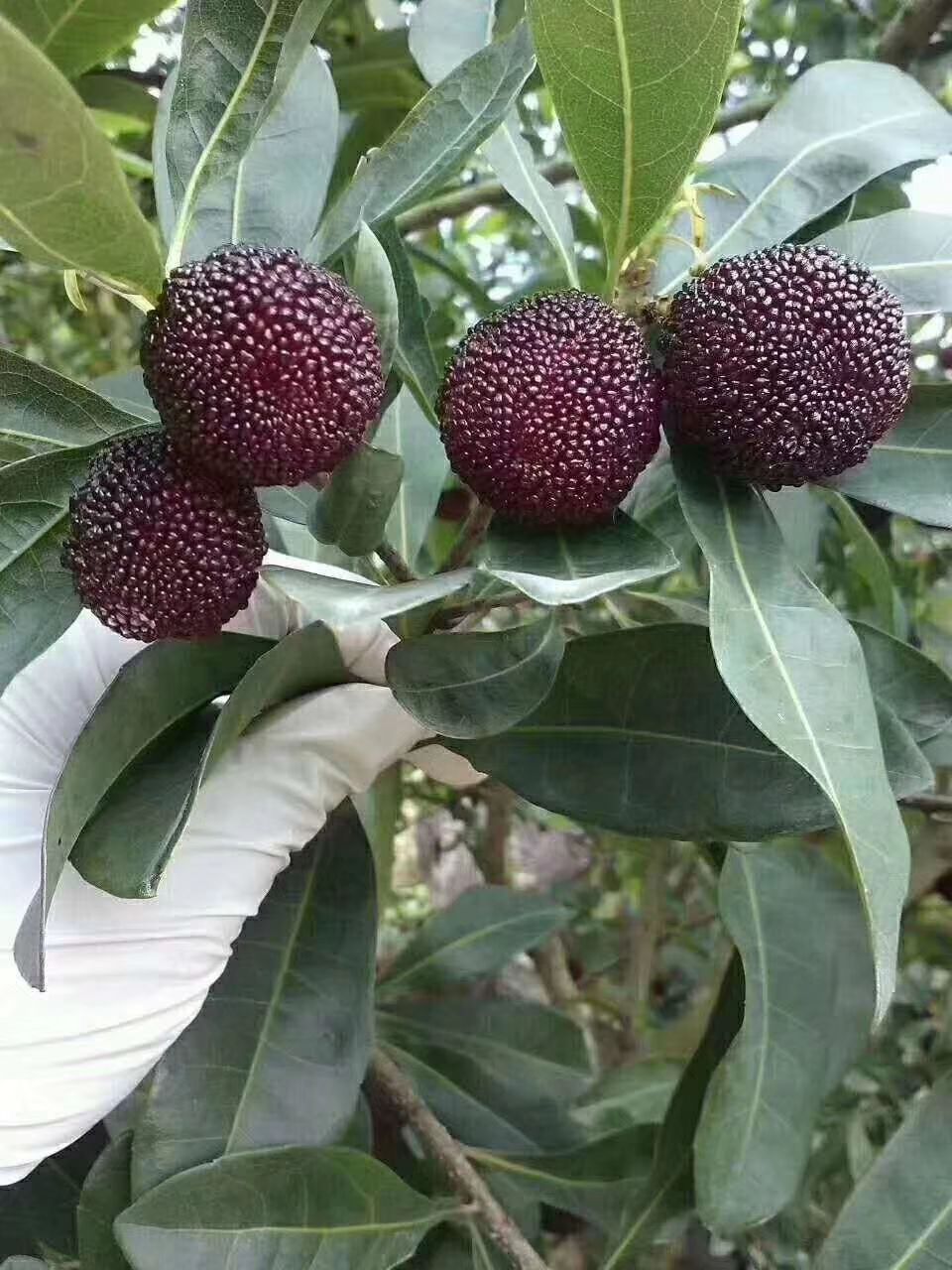 东魁杨梅 福建杨梅