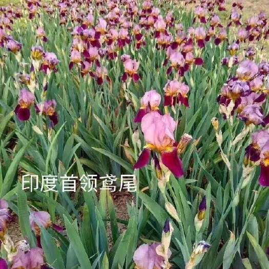 台安县鸢尾