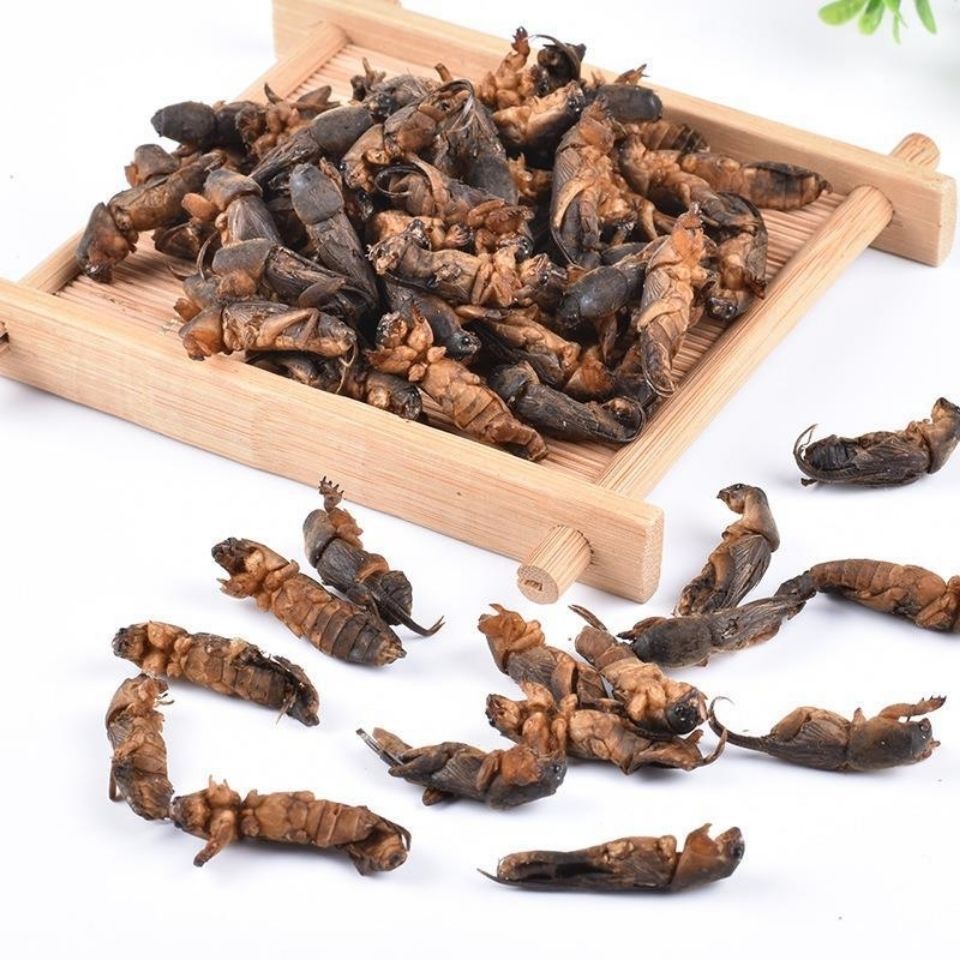 蝼蛄 正品中药材  干品 土狗 拉拉狗 拉拉蛄 多规格包邮