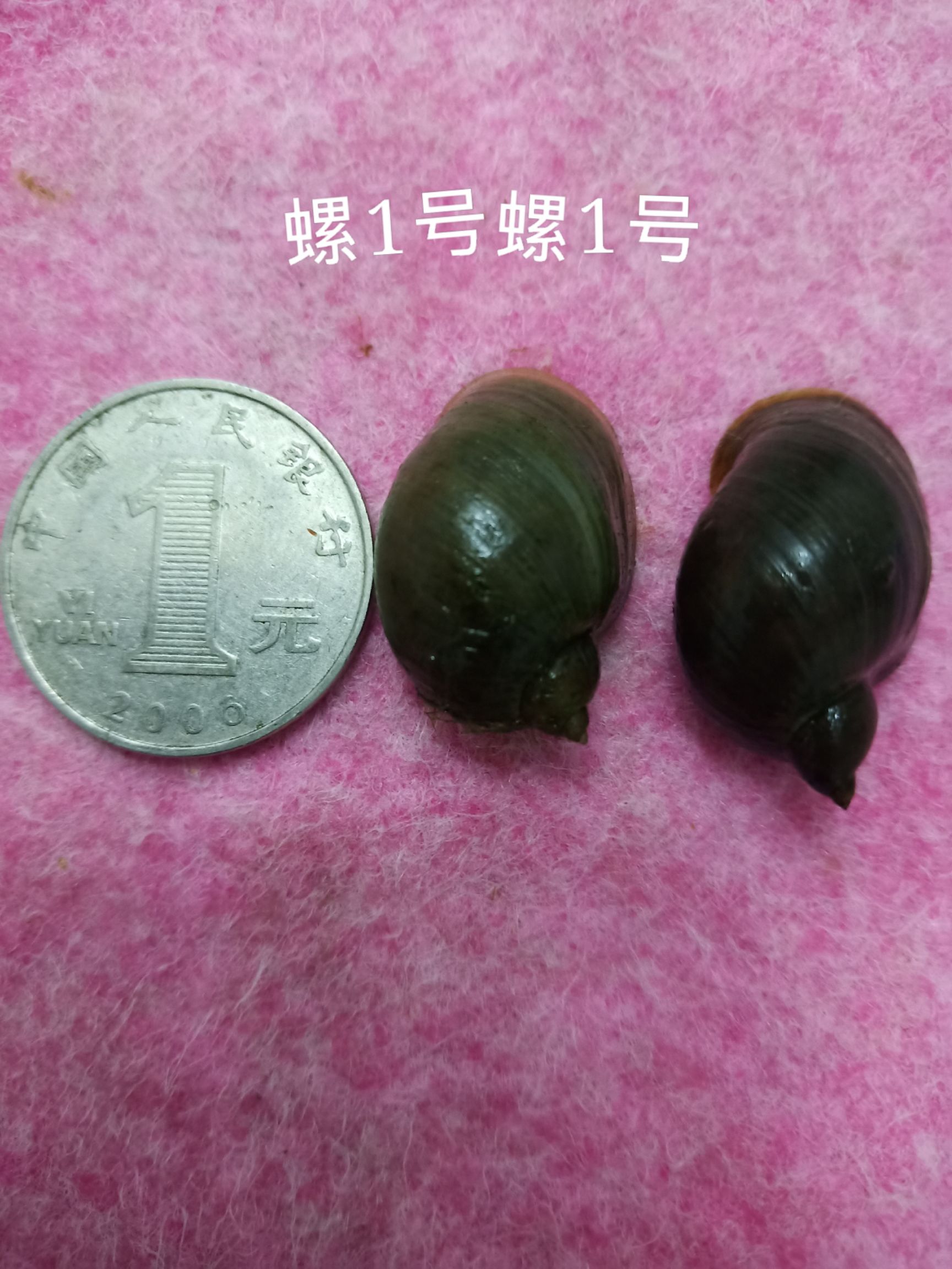 地图螺  飘螺，水蛭开口螺，水蛭开口，！