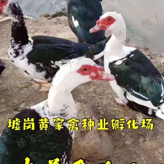 南宁番鸭苗