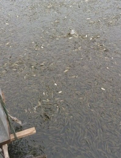 长沙厚子鱼 鱼