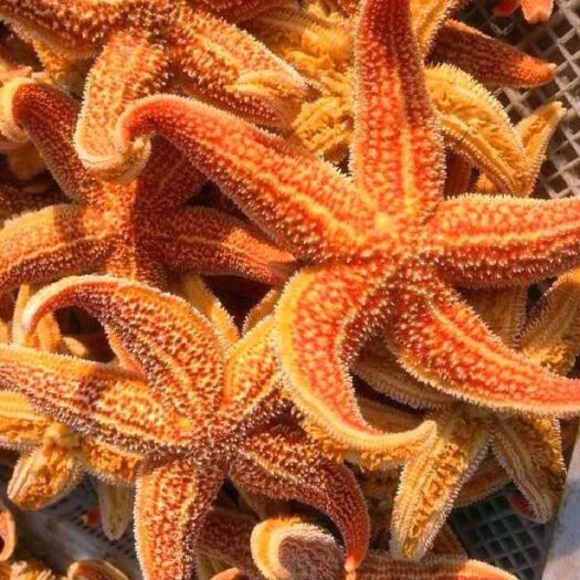 连云港海鲜水产鲜活海星大海星新鲜五角星海五星满籽熟冻即食