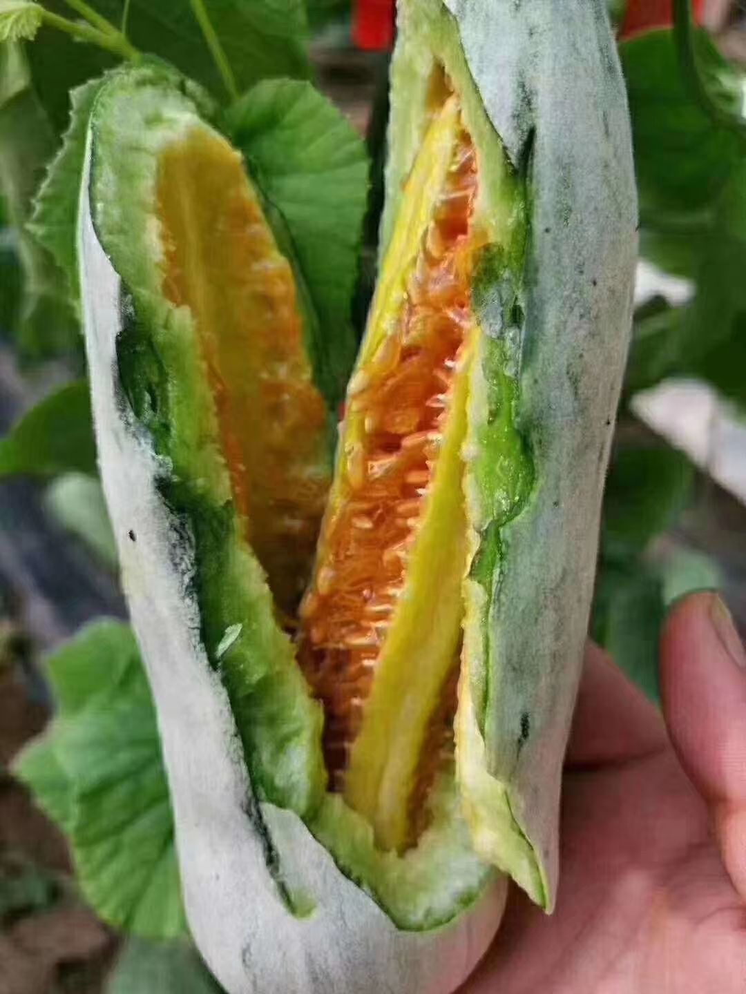 羊角蜜甜瓜 山东莘县博洋甜瓜产地博洋61博洋9号产地直发