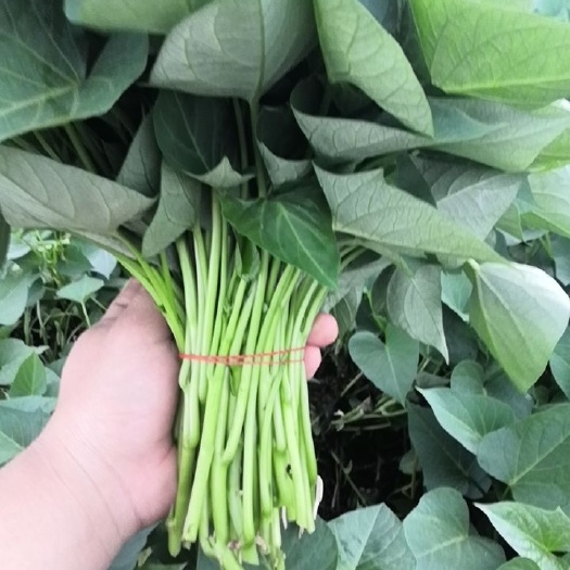 红薯梗  精品番薯叶以上市需要的联系  价格美丽