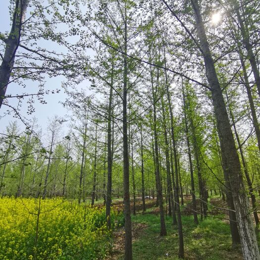 邳州市银杏树 