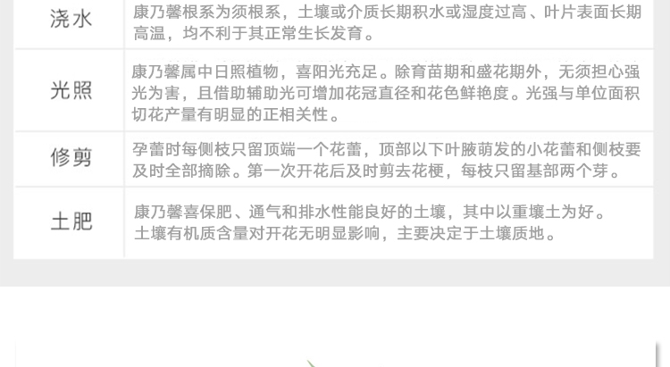 多色切花康乃馨小苗 园林绿化花卉苗木康乃馨花苗盆栽苗 易成活