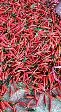 天等县朝天椒 小米椒，指天椒
