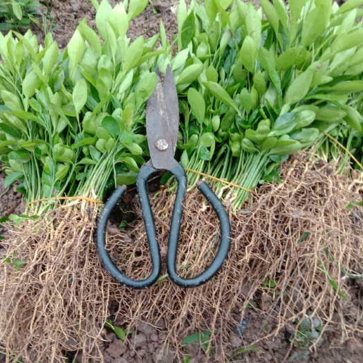 香橙苗  香橙芽苗