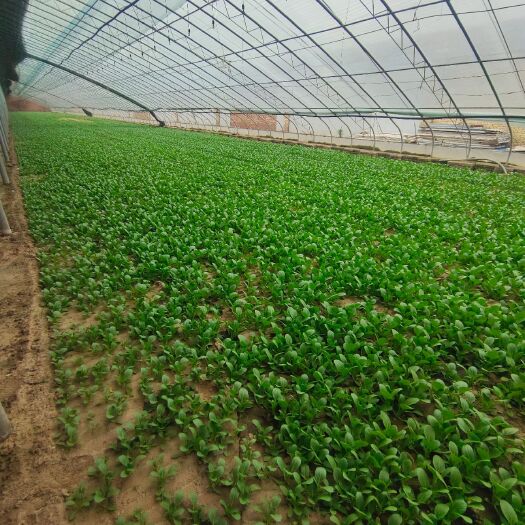 曹县上海青 自家种植蔬菜，价格很便宜质量你说的算