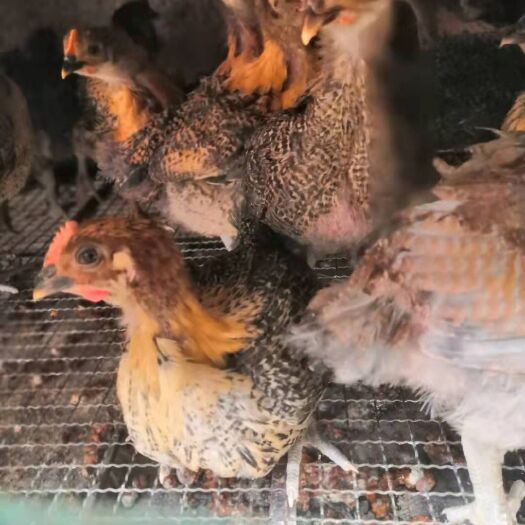 兰坪县各品种鸡苗