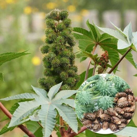 鲁山县 蓖麻种子优质高产不择土壤南北可种抗旱耐涝好种易管紧缺好销