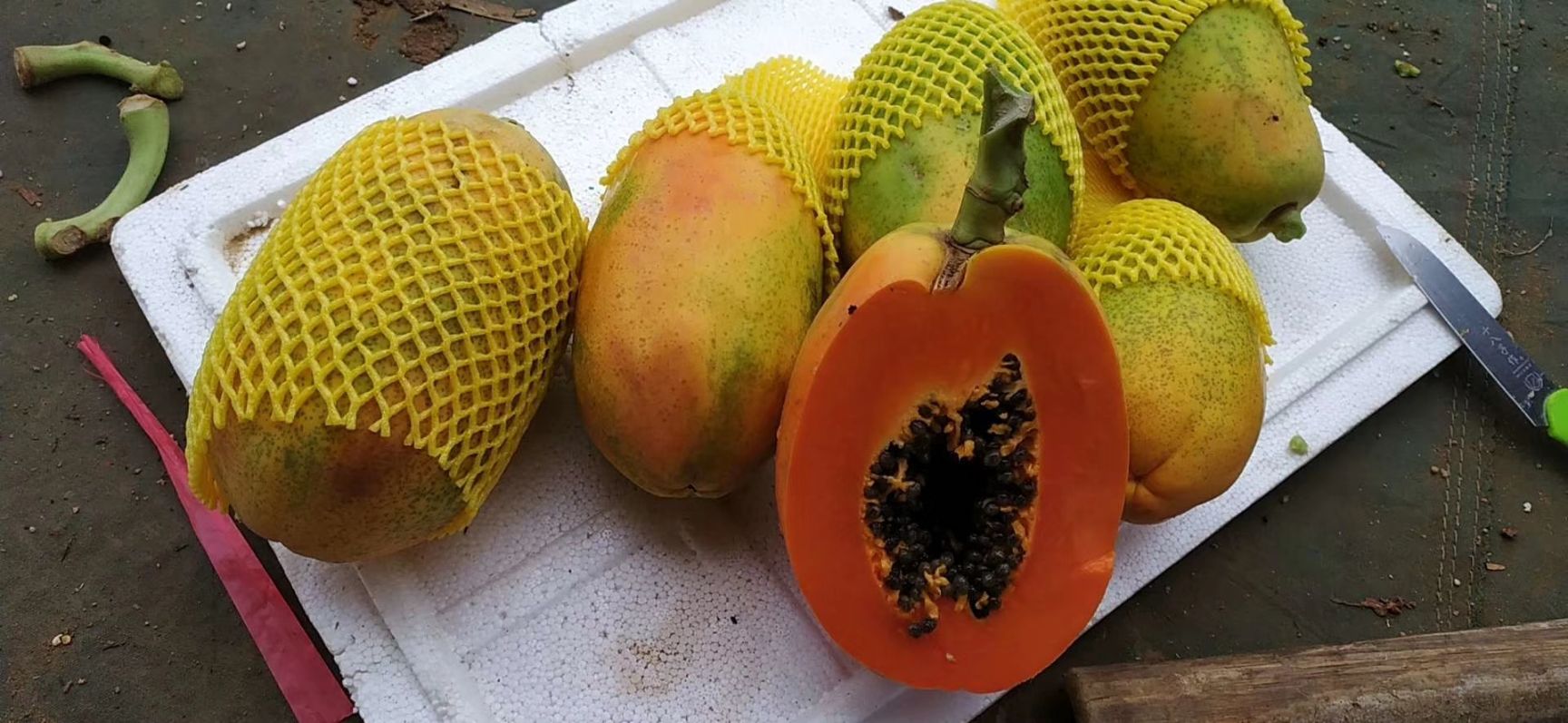 大白木瓜  火心木瓜