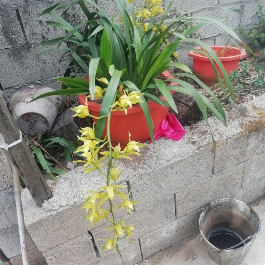 保山虎皮兰 云南的虎头兰花，美观好种活批发价欢迎各地老板联系合作