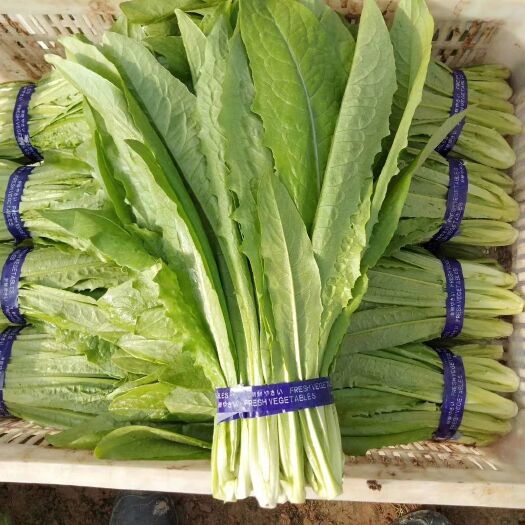 曹县精品油麦菜上市