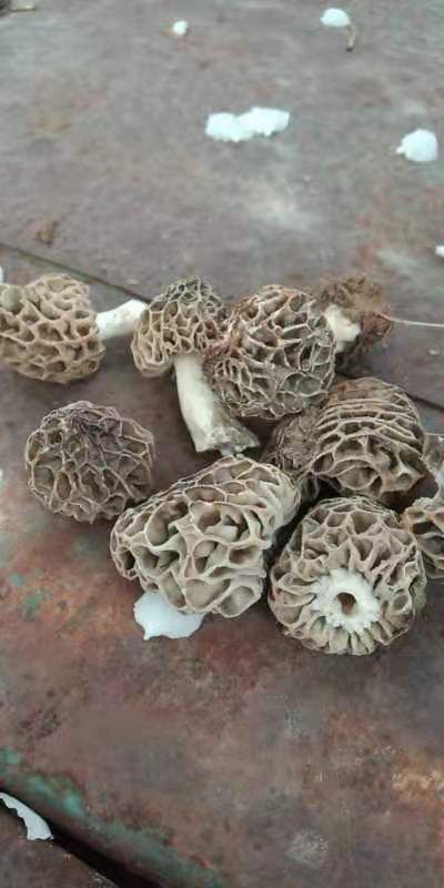 宁县羊肚菌 甘肃省庆阳市宁县 干货 