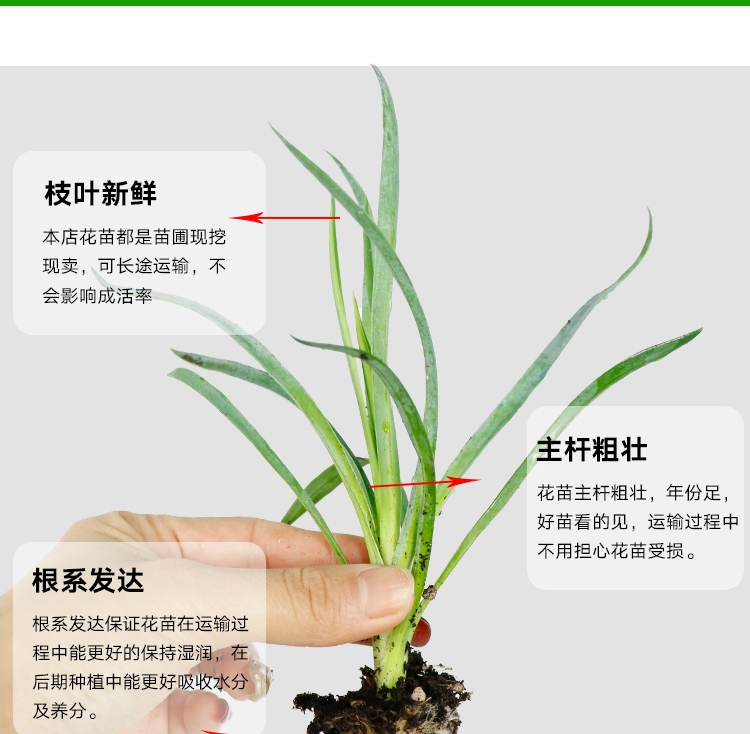 多色切花康乃馨小苗 园林绿化花卉苗木康乃馨花苗盆栽苗 易成活