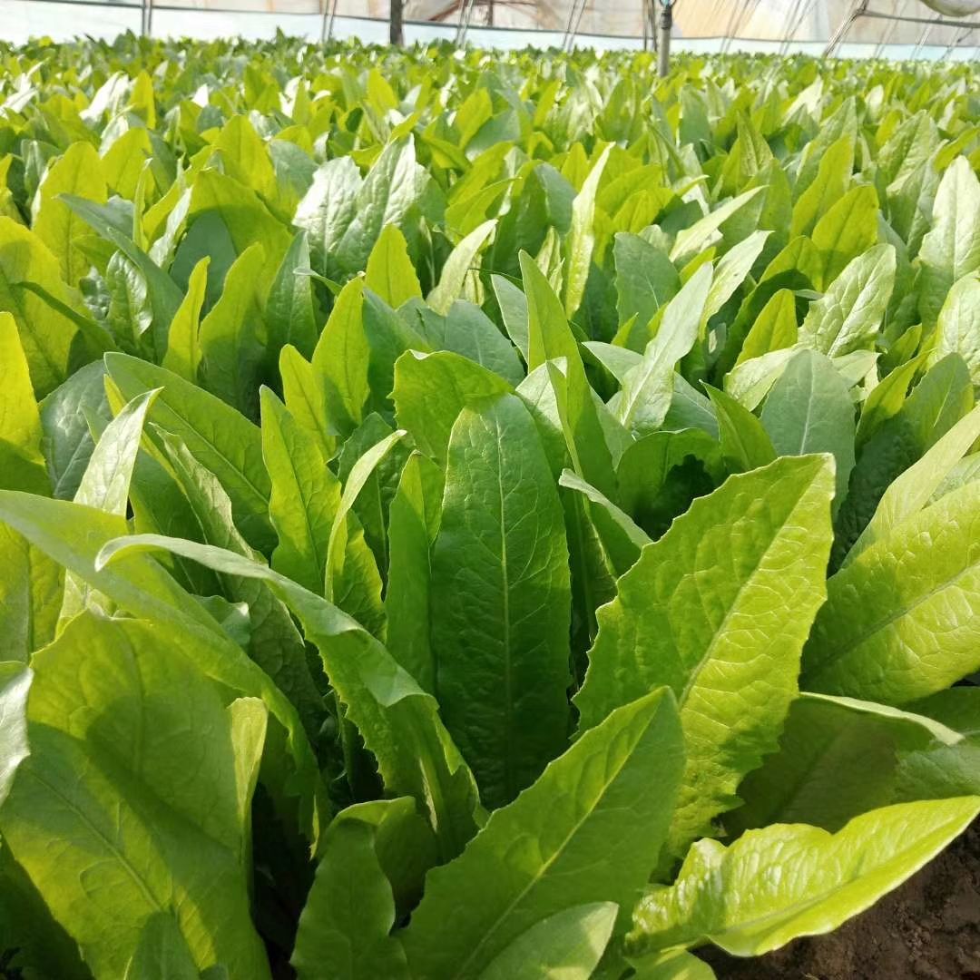精品油麦菜上市