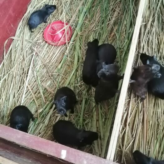 南宁荷兰鼠 黑豚种苗
