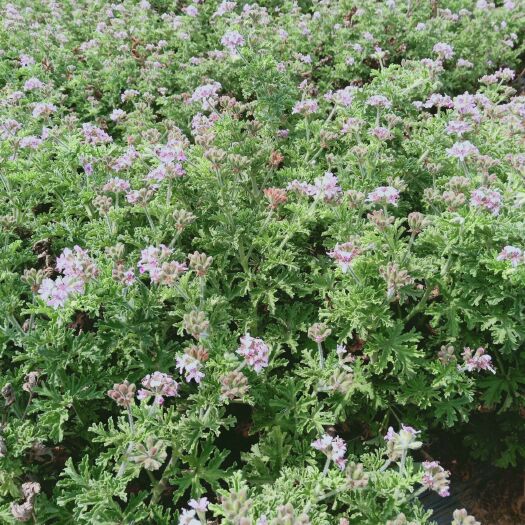 玉溪芳香原料玫瑰天竺葵干花，干叶