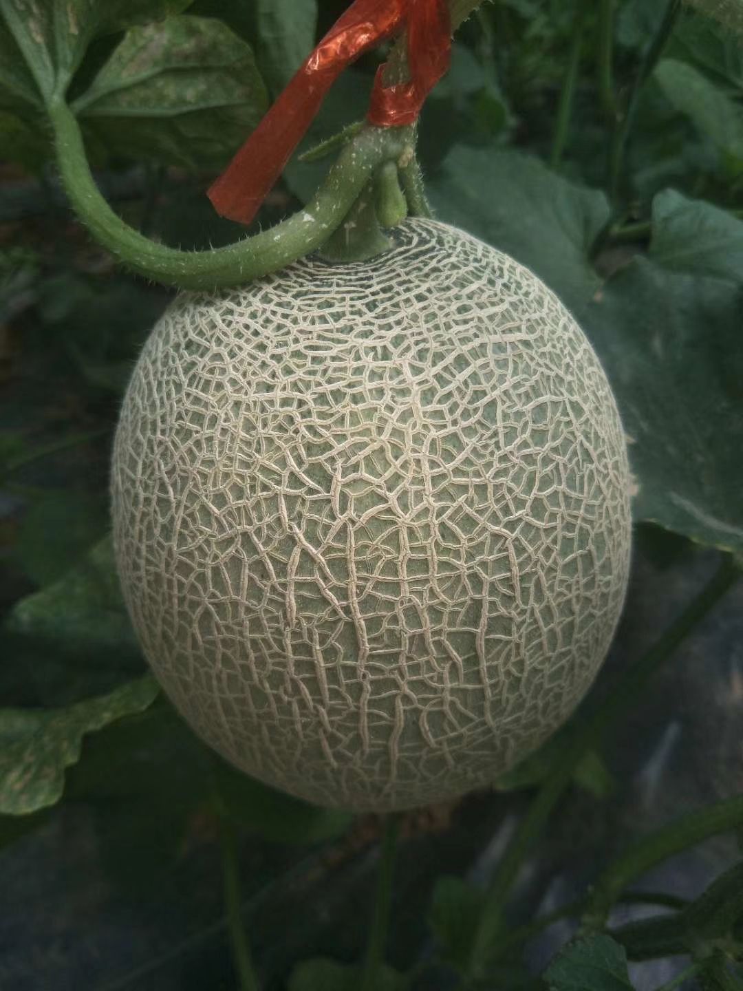 山东网纹瓜  库拉，牛三井滕网纹蜜瓜  产地直供超市直供