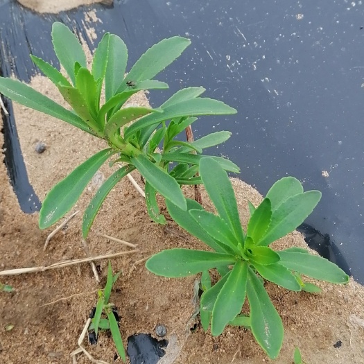 莒南县救心菜 养心菜 金不换 费菜 景天三七 高钙菜