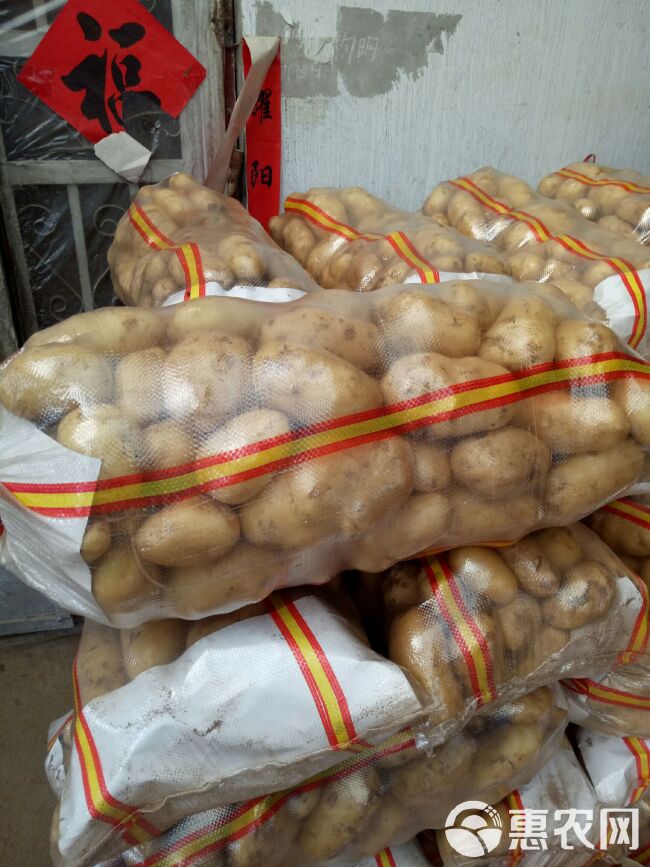 黄心土豆  山东土豆价格，荷兰十五土豆批发