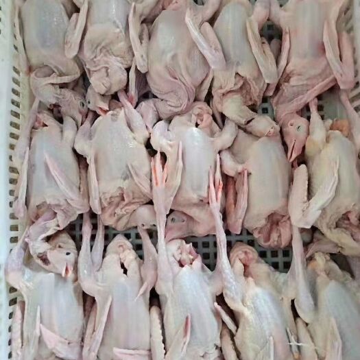 佛山新鲜乳鸽