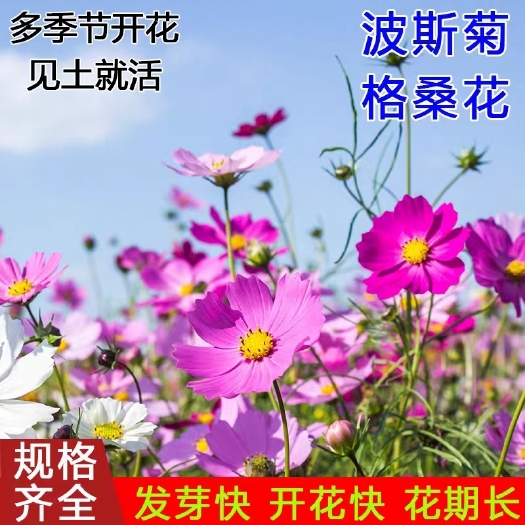 波斯菊种子格桑花种子秋英花种观景花卉种子混色花种子